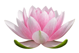 Spanda Yoga lotus